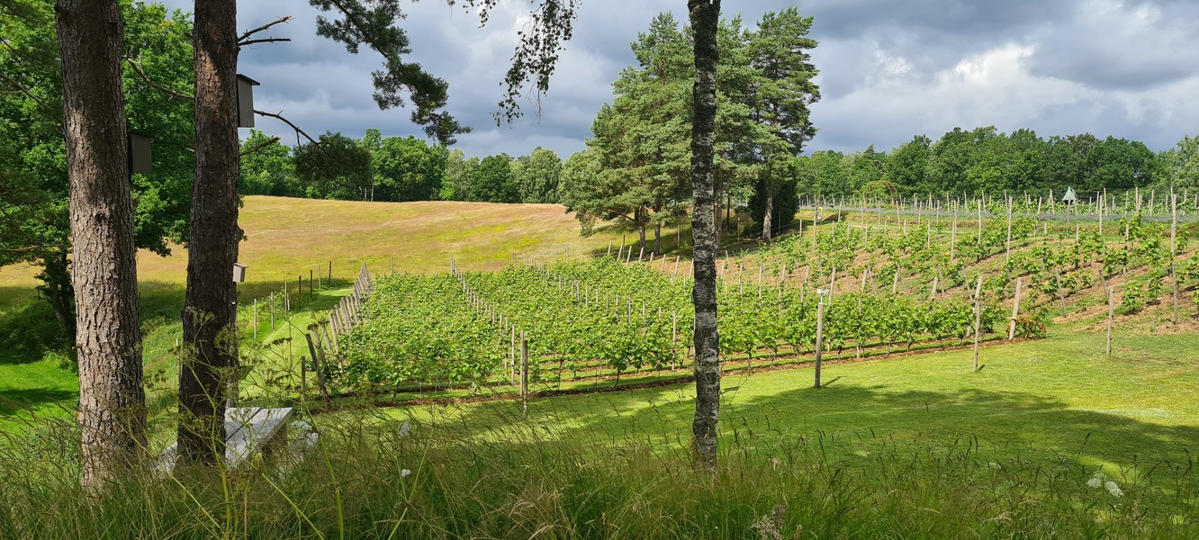 The Wine Lodge i naturnära miljö